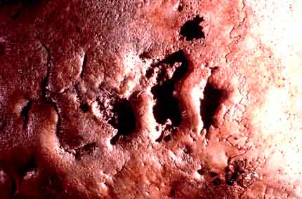 Na foto vê-se um pedaço de osso em close onde é possível notar degenerações.