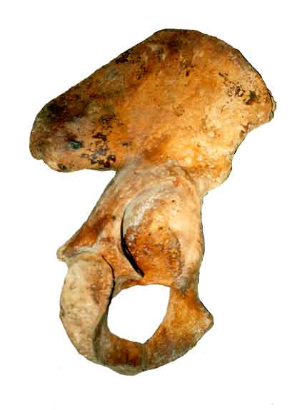 A foto revela ossos ancestrais com indicativos de perfurações e cortes.