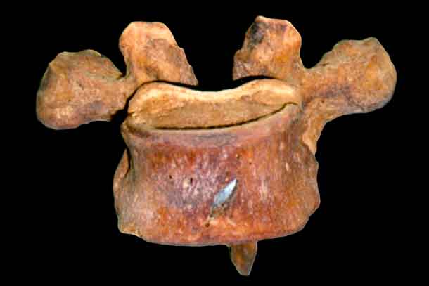 A foto revela ossos ancestrais com indicativos de perfurações e cortes.