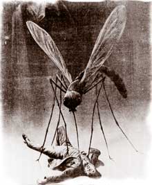 mosquit&atilde;o